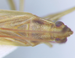 Stenodema calcarata