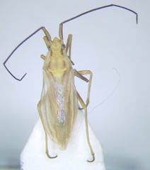 Acetropis carinata