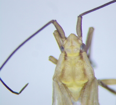 Acetropis carinata