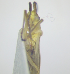 Acetropis carinata