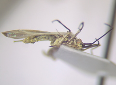 Acetropis carinata