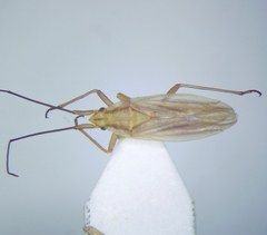 Acetropis carinata