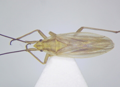 Acetropis carinata