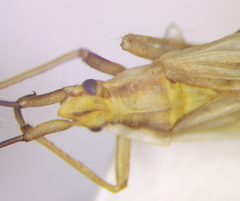 Acetropis carinata