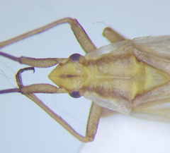 Acetropis carinata