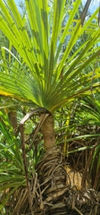 Pandanus spinifer