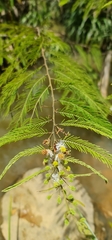 Dichrostachys