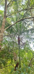 Dypsis leptocheilos