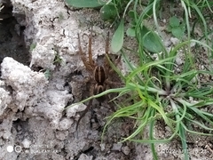 Lycosidae