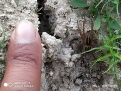Lycosidae