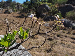 Rotheca myricoides