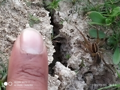 Lycosidae