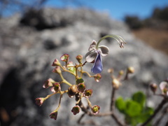 Rotheca myricoides