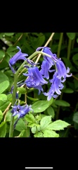 Hyacinthoides non-scripta