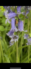 Hyacinthoides non-scripta