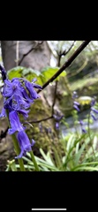Hyacinthoides non-scripta