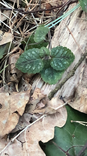 Geltonžiedis šalmutis