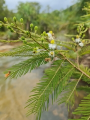 Dichrostachys