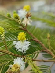 Dichrostachys