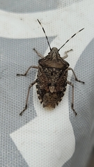 Rhaphigaster nebulosa