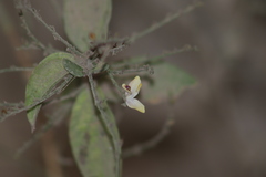 Carlowrightia arizonica