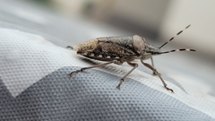 Rhaphigaster nebulosa