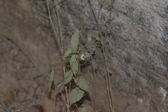 Carlowrightia arizonica