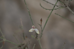 Carlowrightia arizonica