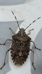 Rhaphigaster nebulosa