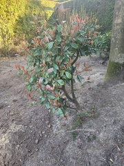 Photinia serrulata