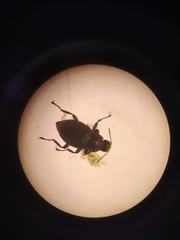Riolus