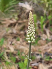 Stenanthium densum