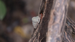 Cerithidea obtusa