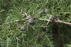 Cupressus benthamii
