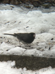 Junco hyemalis