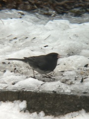 Junco hyemalis