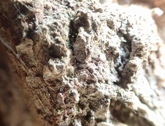 Chaenotheca brachypoda