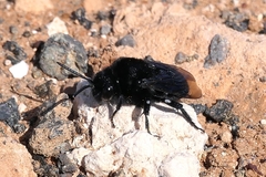 Melecta caroli