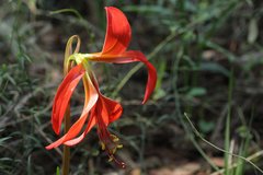 Sprekelia formosissima