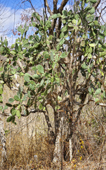 Opuntia guatemalensis image