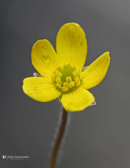 Ranunculus veronicae
