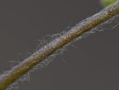 Ranunculus veronicae