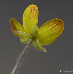 Ranunculus veronicae