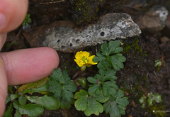 Ranunculus veronicae