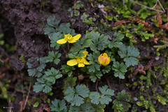 Ranunculus veronicae