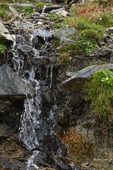 Ranunculus veronicae