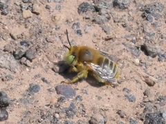 Anthophora lieftincki