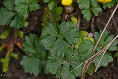 Ranunculus veronicae