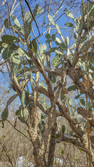 Opuntia guatemalensis image