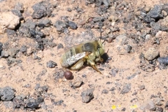 Anthophora lieftincki